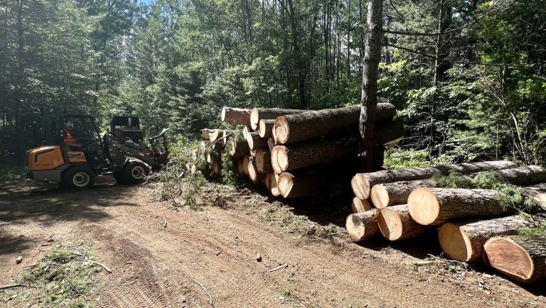 Tree service Home v3 3 tree service Home v3 1