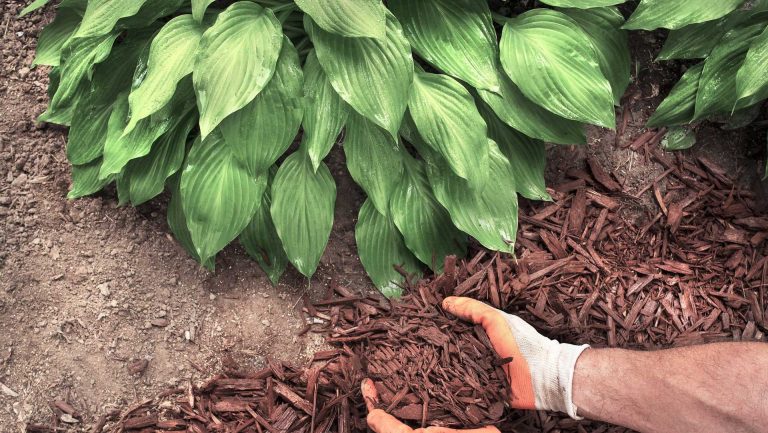 Tree service Home v3 6 Mulch