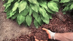 Read more about the article Preparing for Winter: Fertilizing, Mulching, and Protecting Trees from Cold Weather