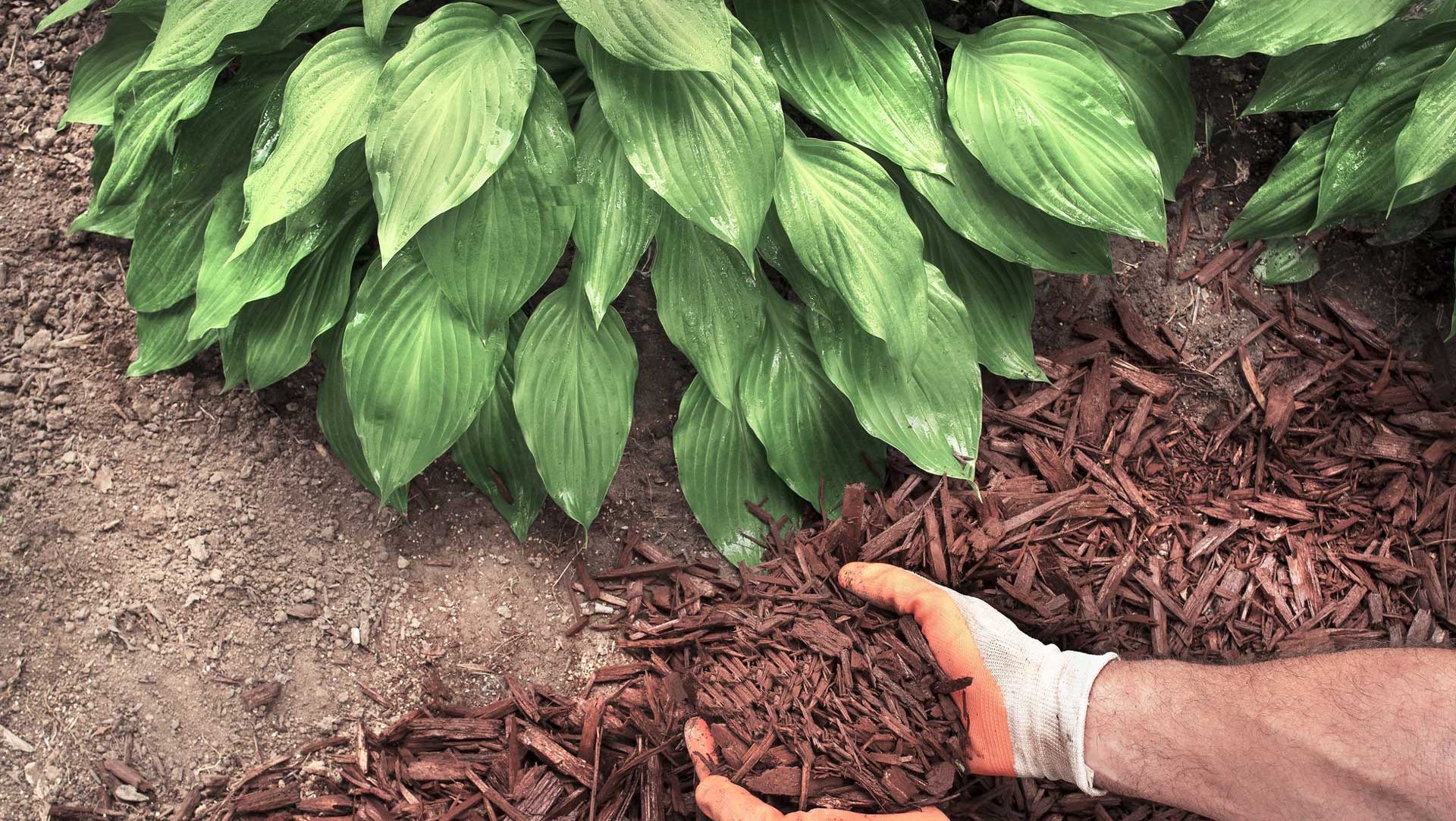 Tree service Preparing for Winter: Fertilizing, Mulching, and Protecting Trees from Cold Weather 1 Mulch