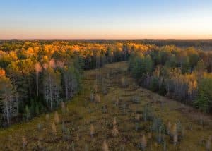 Read more about the article White Spruce (Picea glauca): Hardy Evergreen of Wisconsin’s Northern Climes