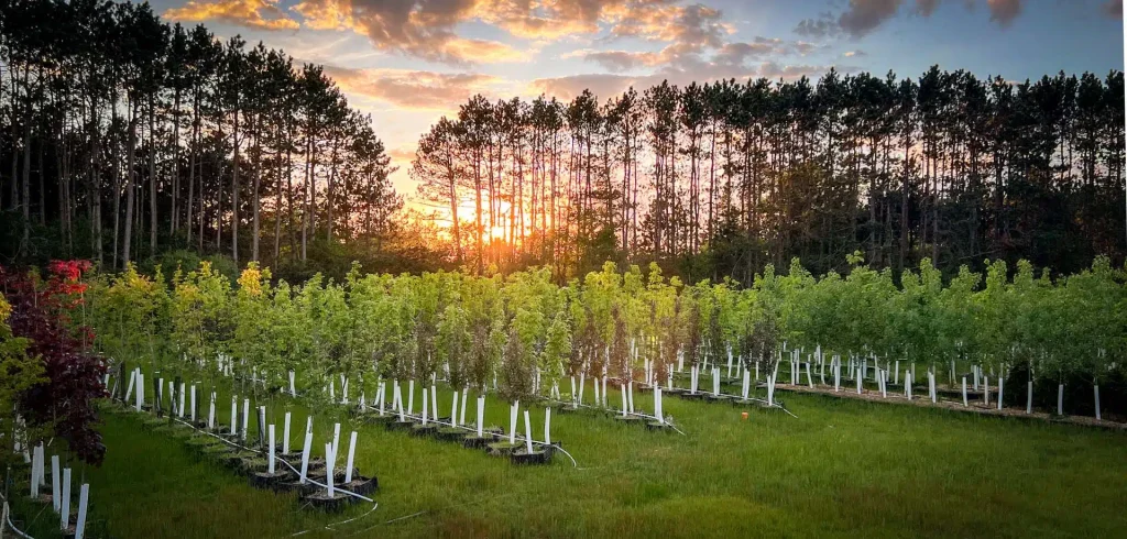 tree service Gallery 1