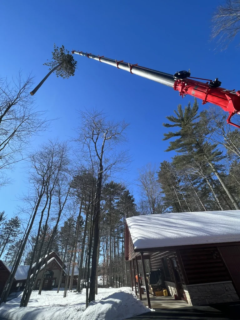tree service Gallery 2