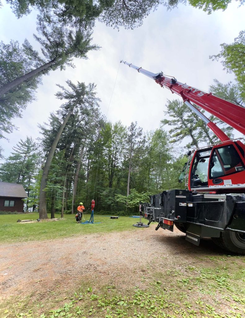 tree service Gallery 3