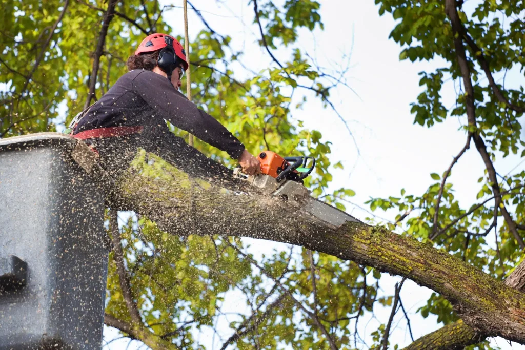 tree service Gallery 4
