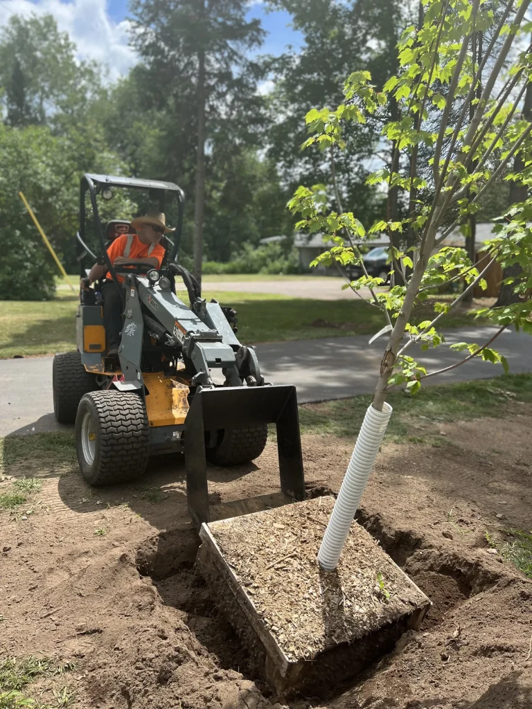 tree service Gallery 5