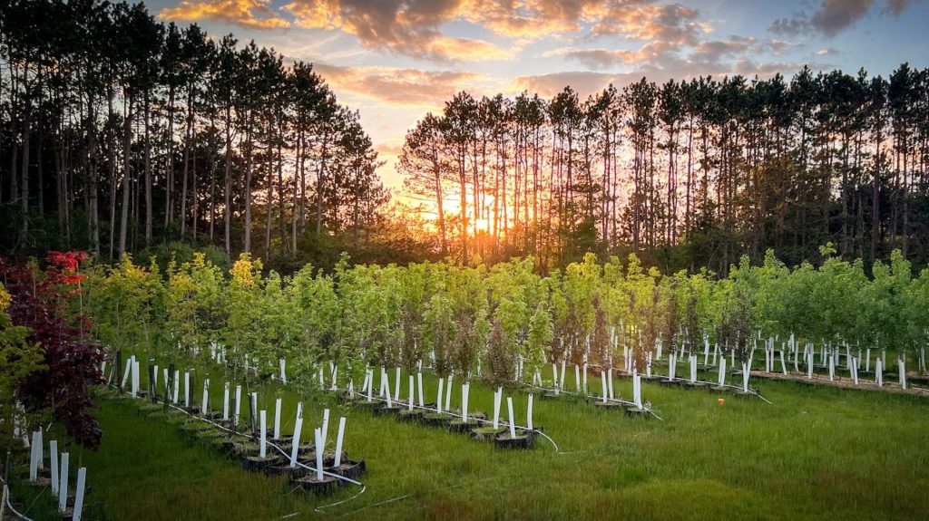 tree service Gallery 7