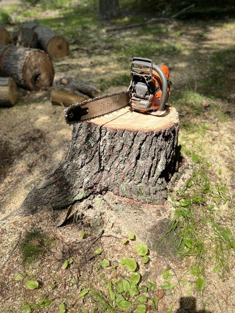 tree service Gallery 9