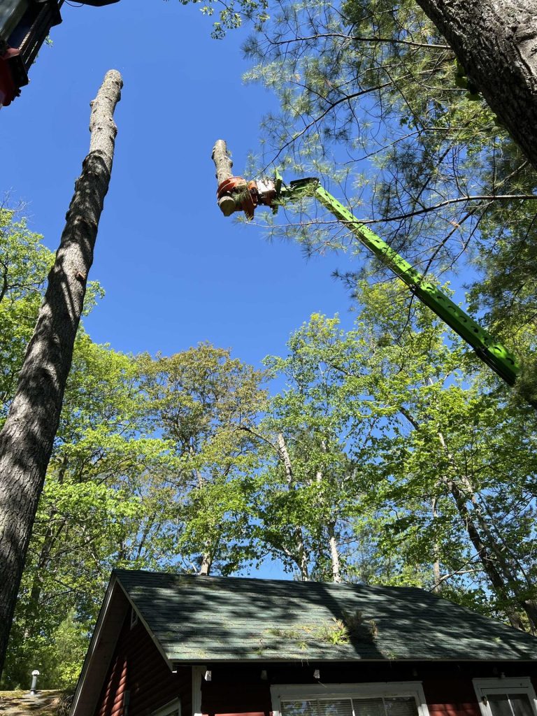 tree service Gallery 10