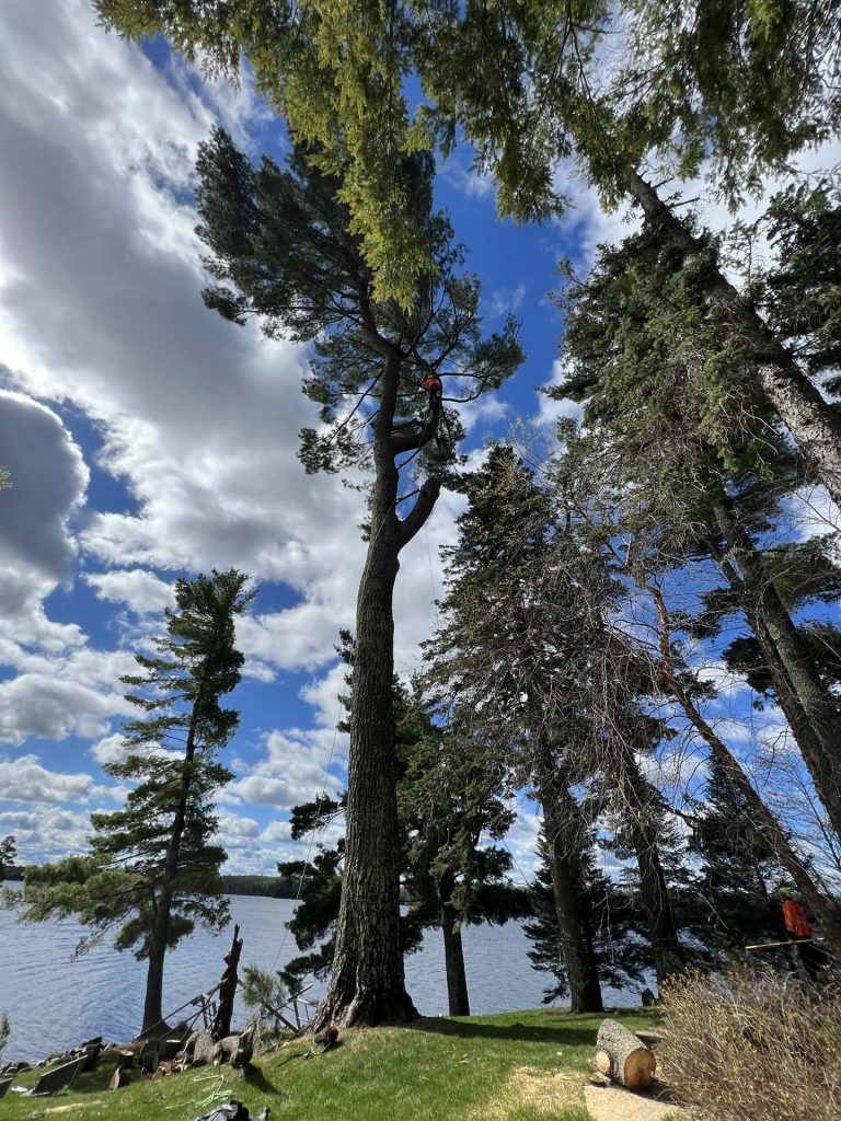 tree service Gallery 11