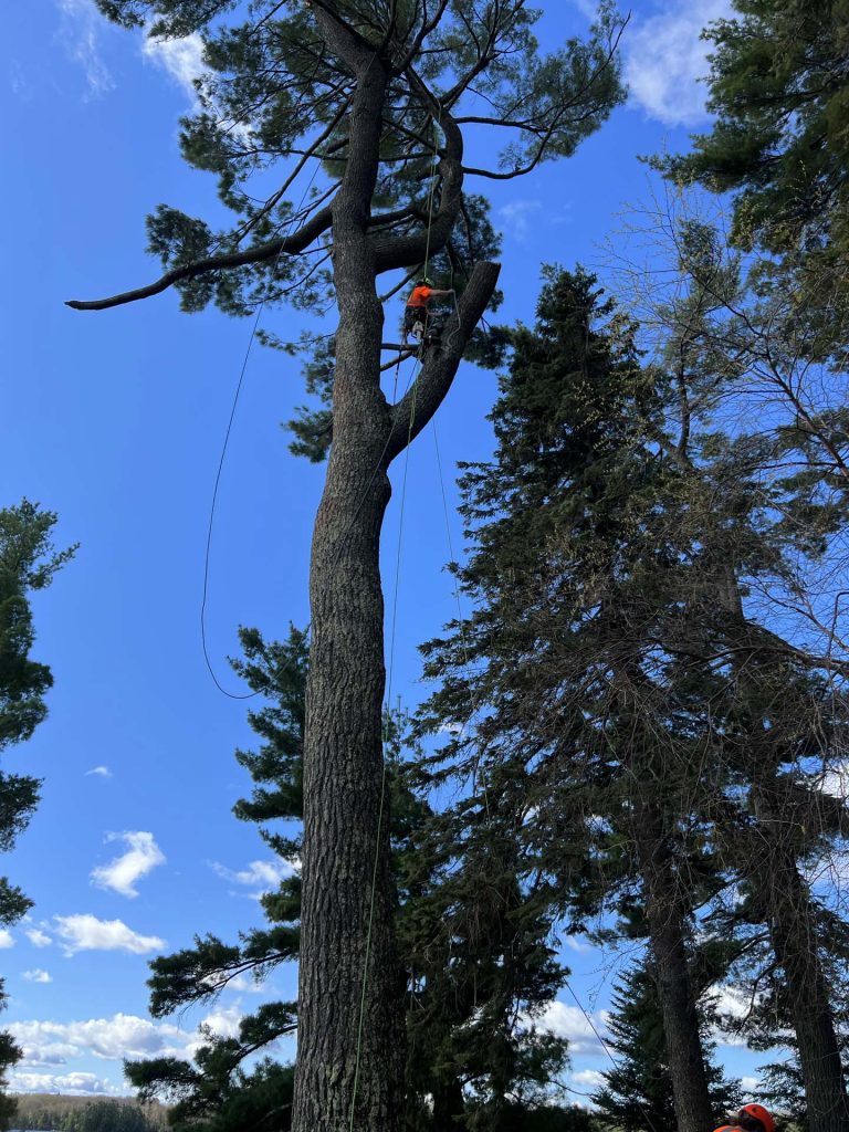 tree service Gallery 13