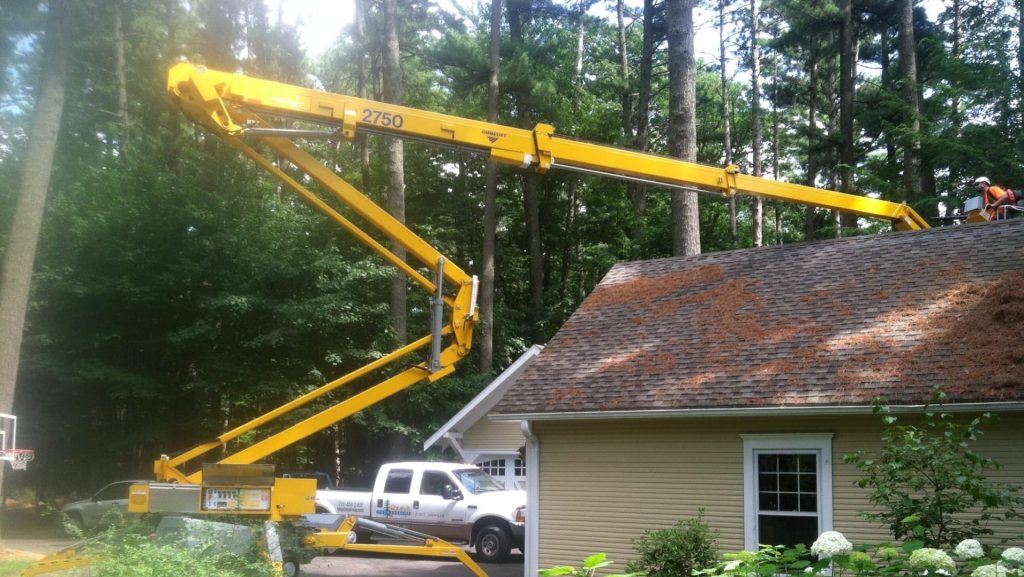 tree service Gallery 16