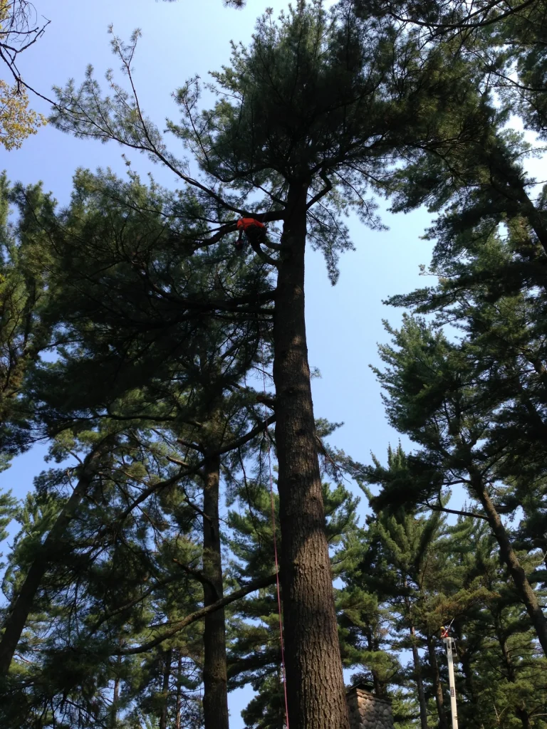 tree service Gallery 17