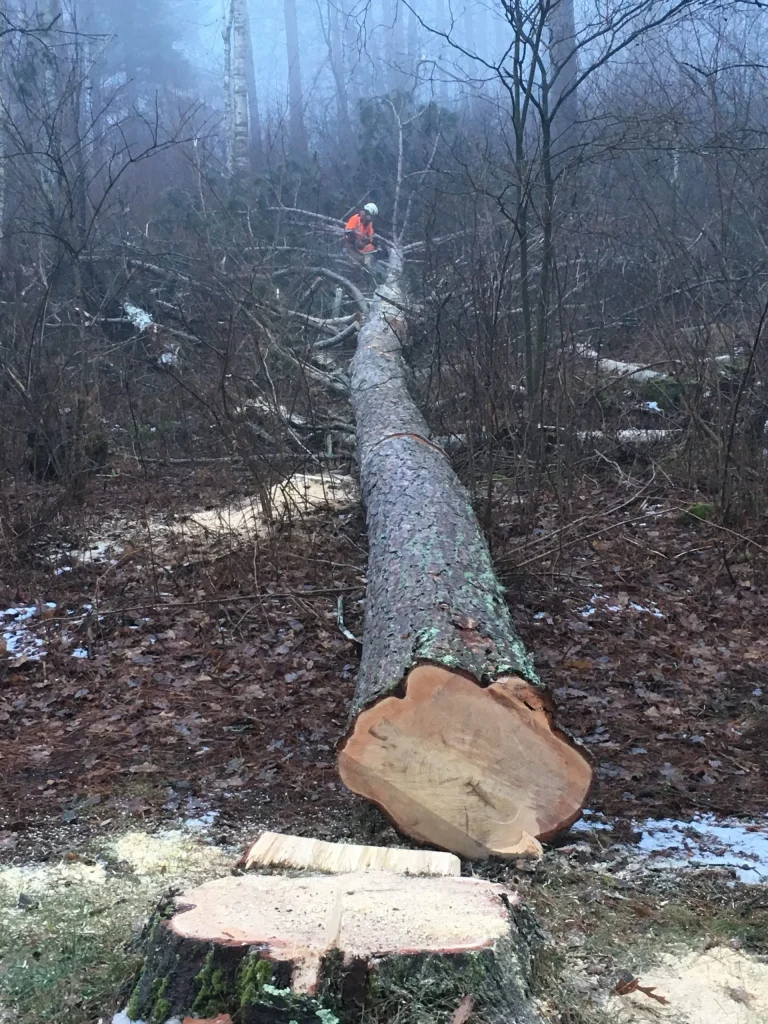 tree service Gallery 19