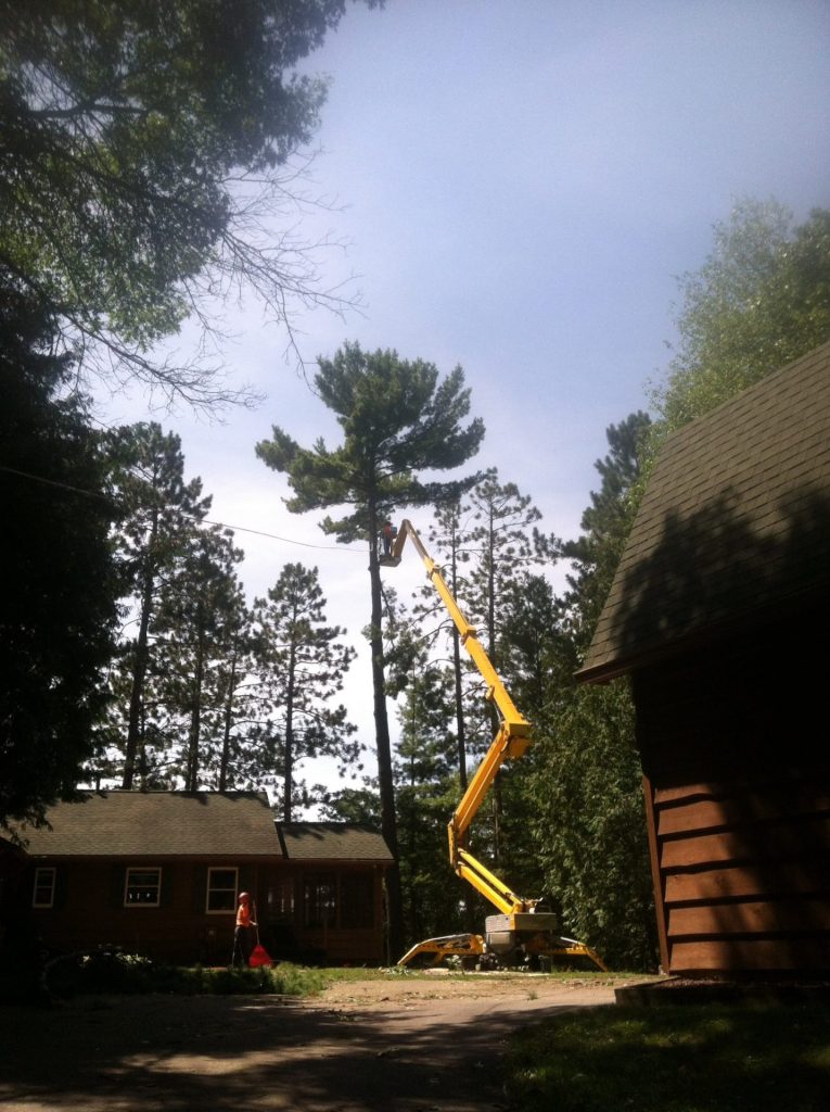 tree service Gallery 20