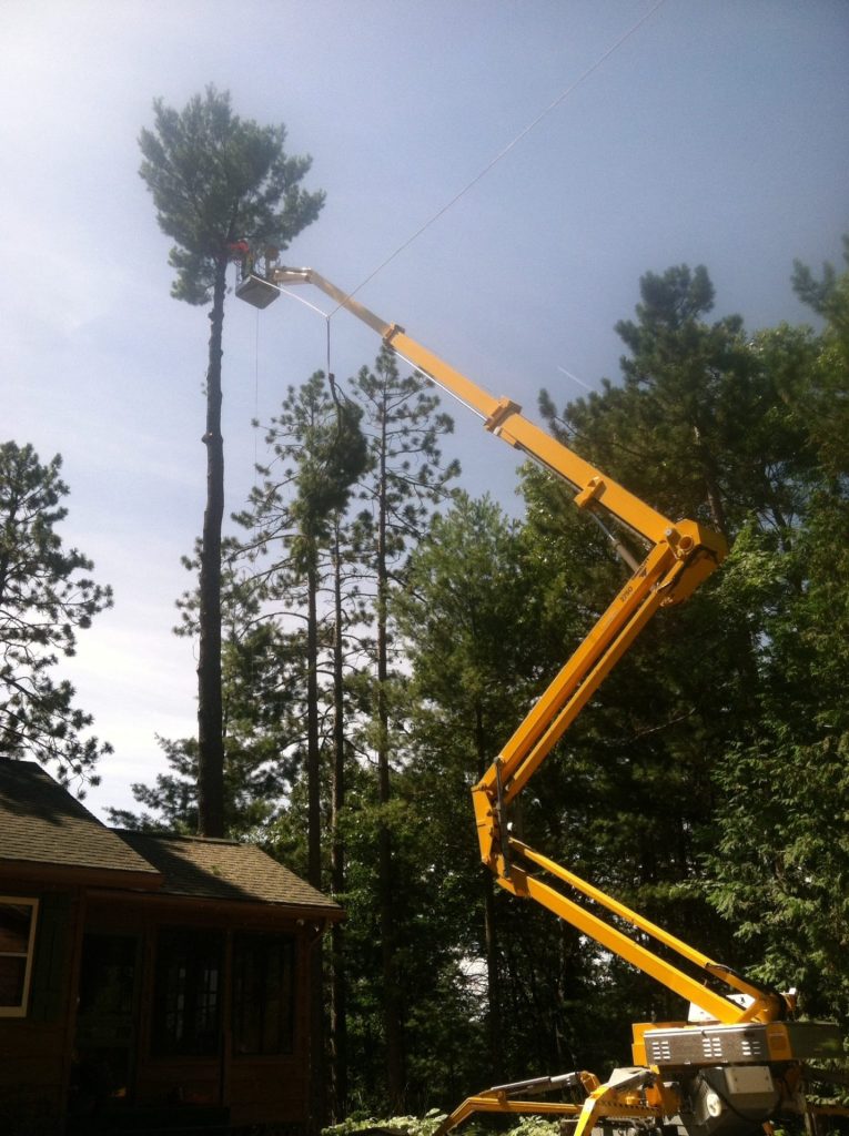 tree service Gallery 21