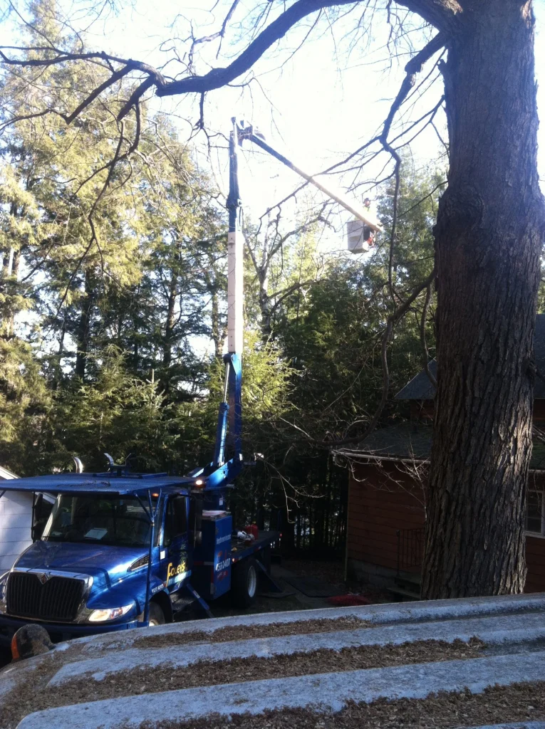 tree service Gallery 22