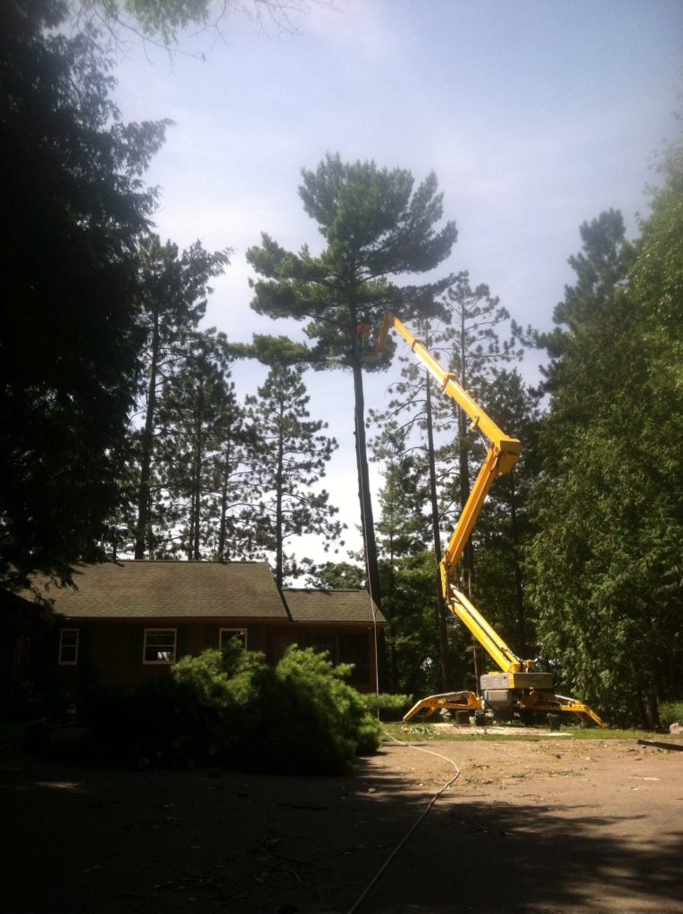 tree service Gallery 24