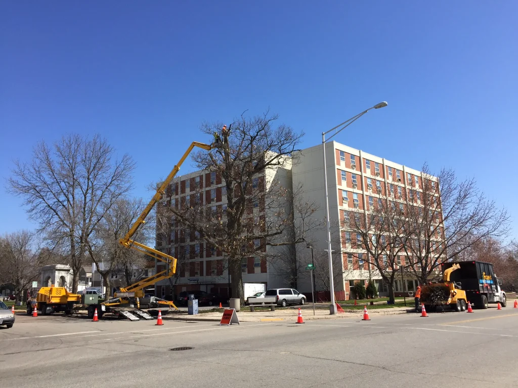 tree service Gallery 26