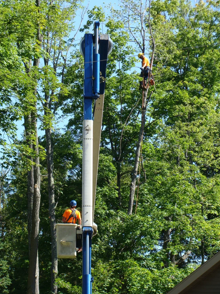 tree service Gallery 27