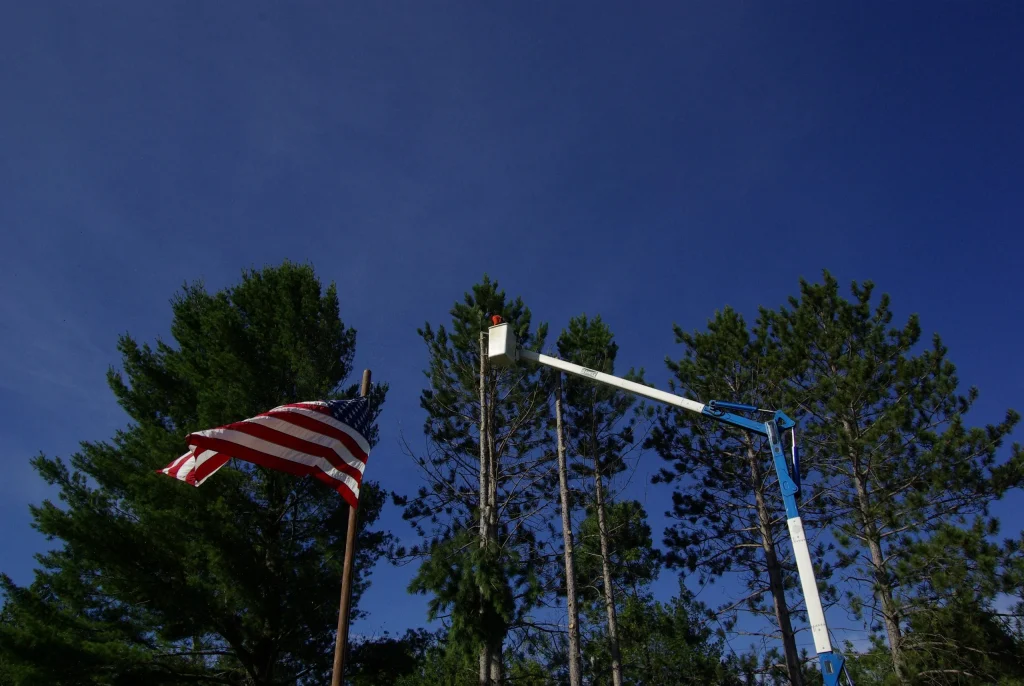 tree service Gallery 28
