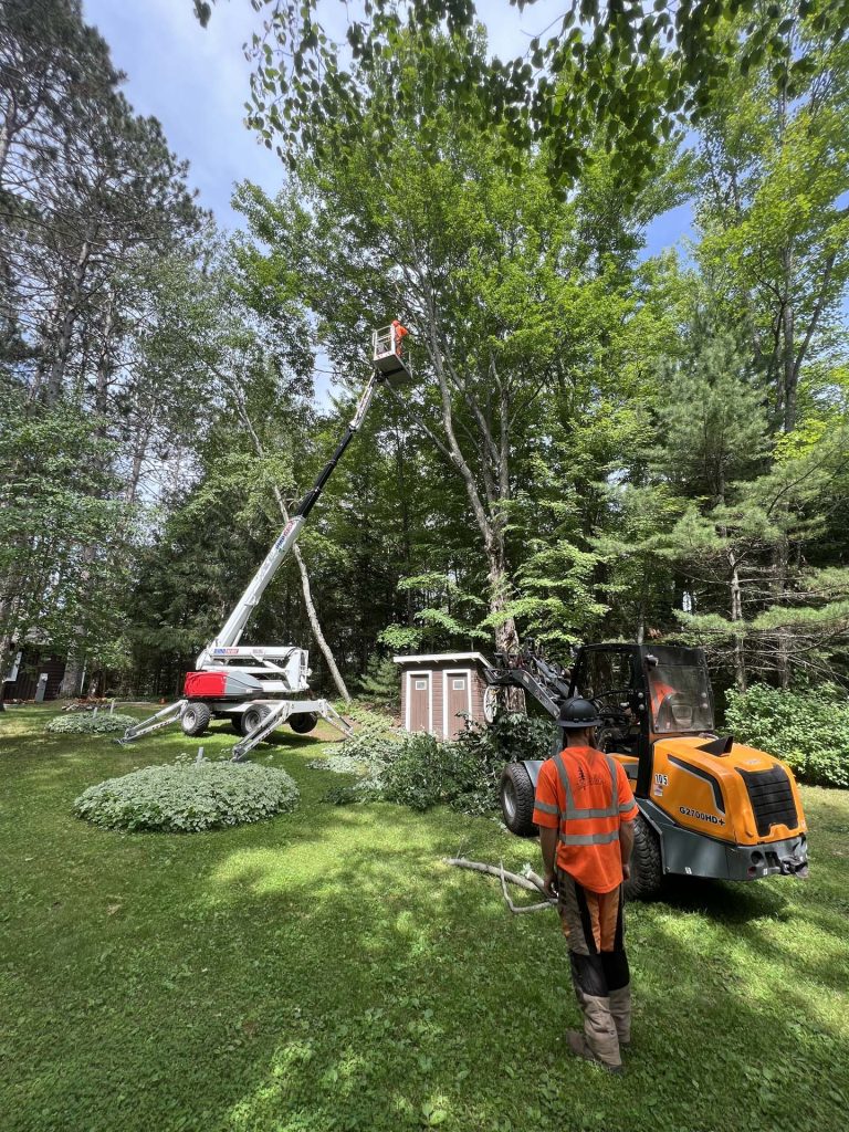 tree service Gallery 31