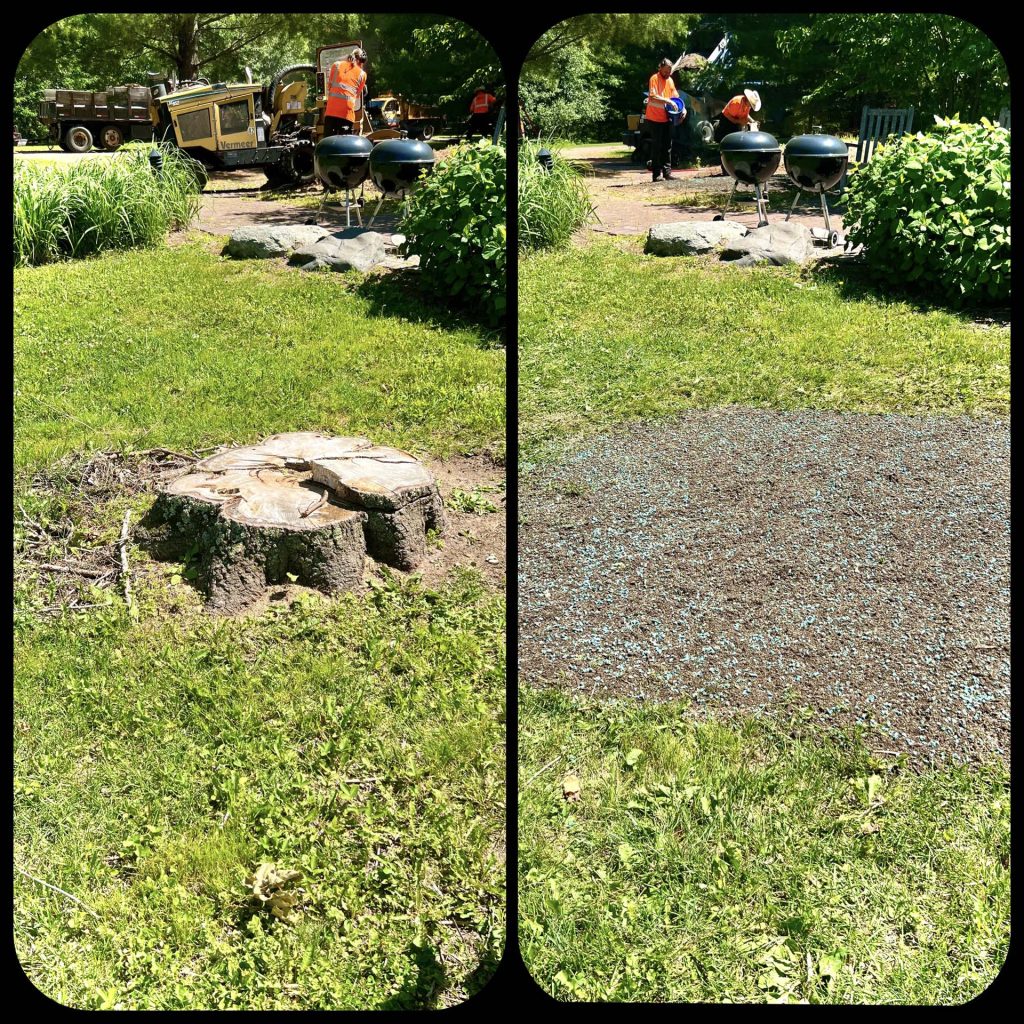 tree service Gallery 32