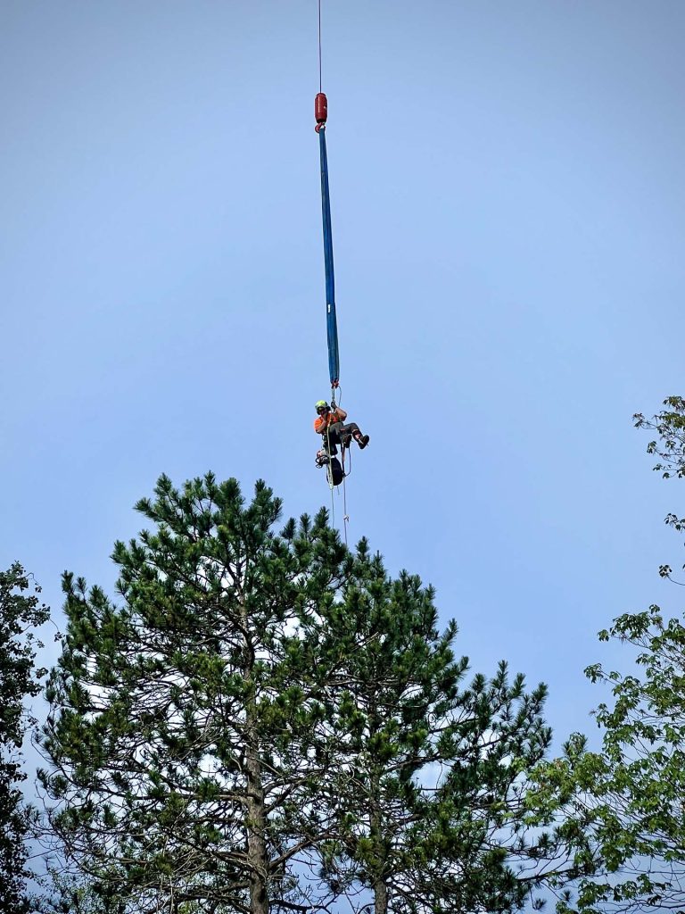 tree service Gallery 33
