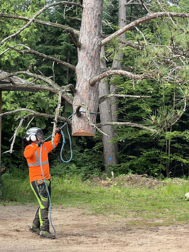 tree service Gallery 34