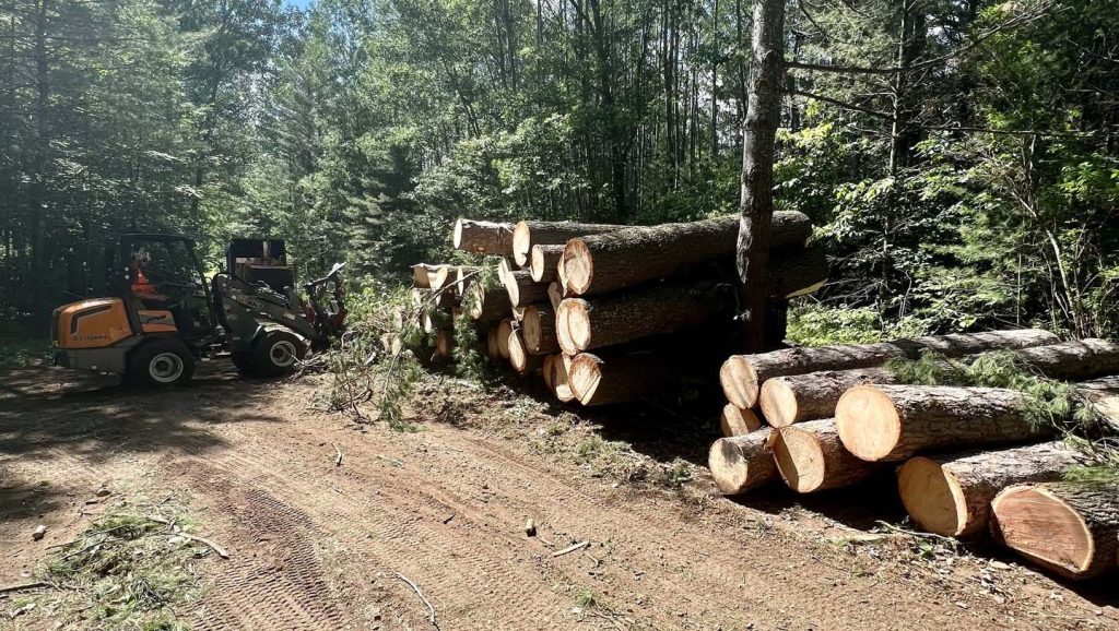 tree service Gallery 37